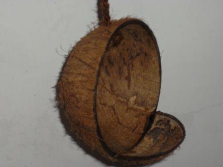 Coconut Bird House & Feeder