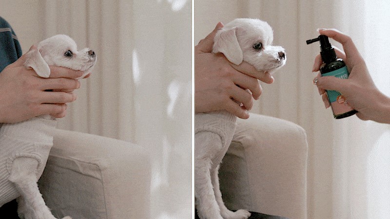 chikachikacool -dental spray